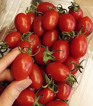 tomato購入8500 New red indeterminate tomato ES 40022 F1 - Ergon Seed